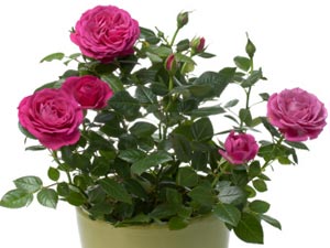 Grow & Maintain Rose Plants Indoors! Grow & Maintain Rose Plants Indoors!