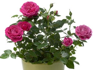 23-rose-230112.jpg