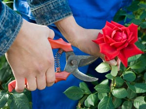 Why And How To Prune Plants In January? Why And How To Prune Plants In January?