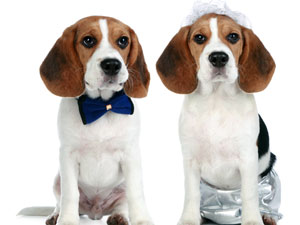 Does Your Dog Have A Date For V Day? Does Your Dog Have A Date For V Day?