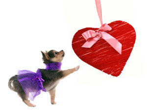 Celebrate Valentines Day With Your Pet! Celebrate Valentines Day With Your Pet!