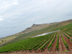 Fratelli Vineyards V Day Offers For You! Fratelli Vineyards V Day Offers For You!