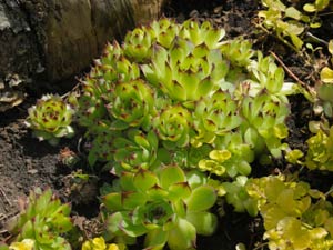 Rock Garden: 5 Must Have Rock Plants Rock Garden: 5 Must Have Rock Plants