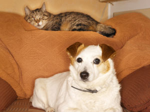Dogs Versus Cats: Which Make Better Pets Dogs Versus Cats: Which Make Better Pets