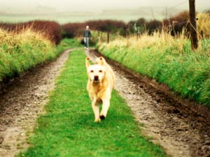 Are Dogs Man's Best Friend? Are Dogs Man's Best Friend?