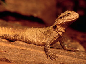 Spiritual Significance Of Lizards! Spiritual Significance Of Lizards!