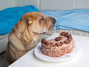 Does Your Dog Eat Too Many Chocolates? Does Your Dog Eat Too Many Chocolates?