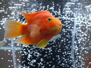 Does Your Aquarium Have The Right Filter Does Your Aquarium Have The Right Filter