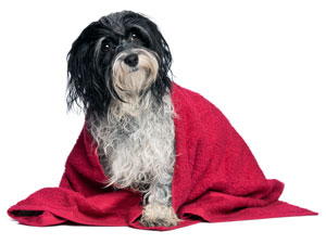 Control Hair Shedding Of Your Dog! Control Hair Shedding Of Your Dog!