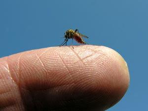 5 Facts To Revise On World Malaria Day! 5 Facts To Revise On World Malaria Day!