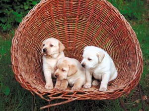 Cutest Puppy Breeds For Pet Lovers! Cutest Puppy Breeds For Pet Lovers!