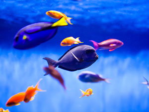 Aquarium Lighting: A Necessary Evil? Aquarium Lighting: A Necessary Evil?