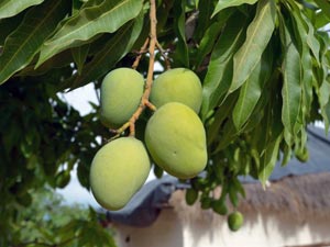Mangoes Aid To Weight Loss