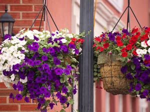 Basket Gardening In Your Home Basket Gardening In Your Home
