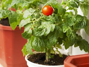 Make Your Own Kitchen Garden Make Your Own Kitchen Garden
