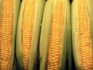 6 Health Benefits Of Corn 6 Health Benefits Of Corn