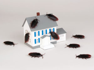 Natural Alternatives To Pest Control Natural Alternatives To Pest Control