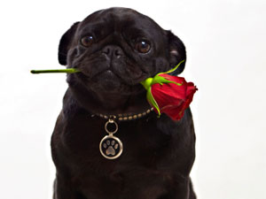 Do You Have A Well Behaved Dog? Do You Have A Well Behaved Dog?