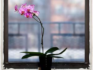 How To Grow Orchids? How To Grow Orchids?