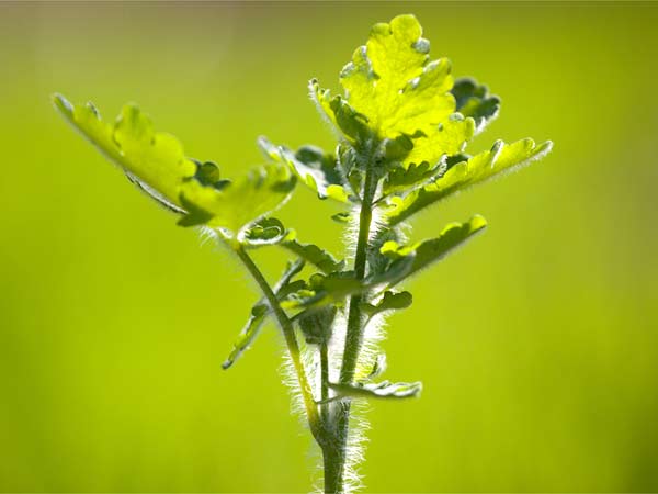 7 Basic Rules To Grow Healthy Plants 7 Basic Rules To Grow Healthy Plants