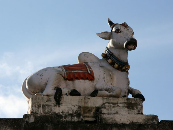 Why Do Hindus Worship A Cow? Why Do Hindus Worship A Cow?