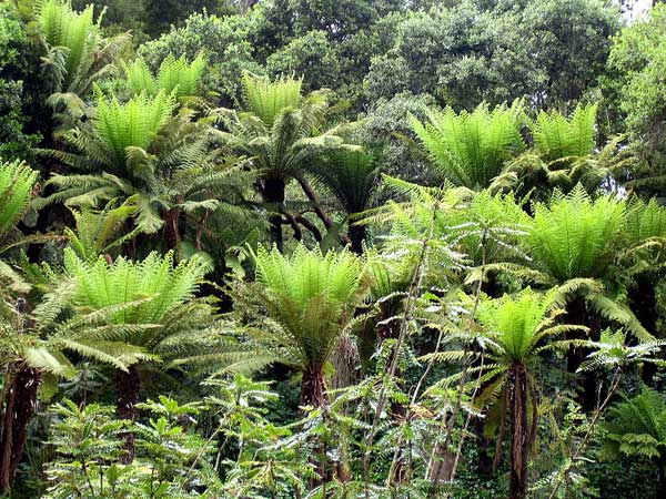 5 Types Of Ferns For A Green Home 5 Types Of Ferns For A Green Home
