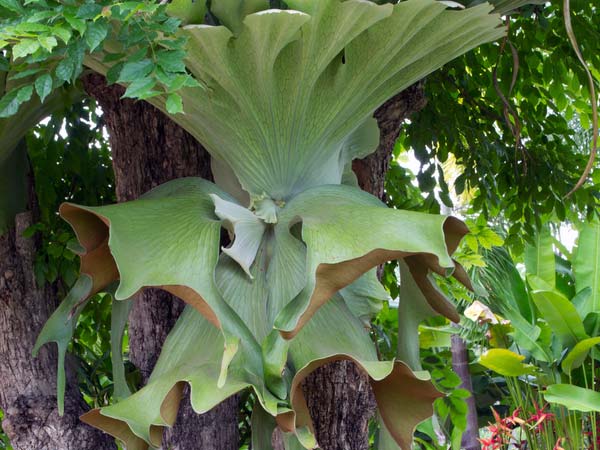 Staghorn Fern: The Wall Plant Staghorn Fern: The Wall Plant