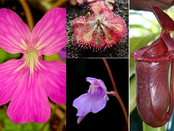 5 Carnivorous Plants To Grow 5 Carnivorous Plants To Grow