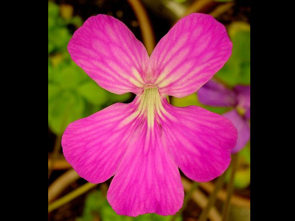 Pinguicula With Amazing Flower Buds Pinguicula With Amazing Flower Buds