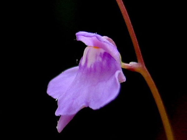 Utricularia: Can Grow In All Climate Utricularia: Can Grow In All Climate