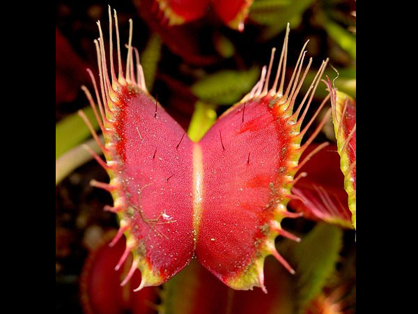 Venus Flytrap: Popular Carnivorous Plant Venus Flytrap: Popular Carnivorous Plant