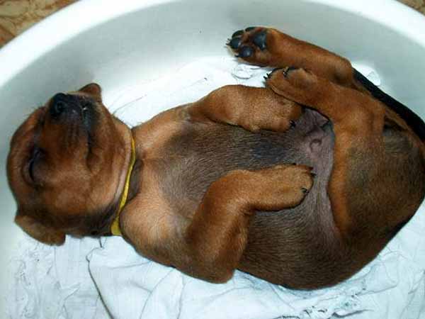7 Things Your Newborn Puppy Needs 7 Things Your Newborn Puppy Needs
