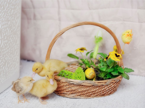 6 Creative Uses Of A Basket 6 Creative Uses Of A Basket