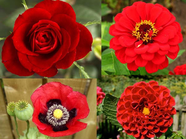 5 Red Blossoms For Your Garden 5 Red Blossoms For Your Garden
