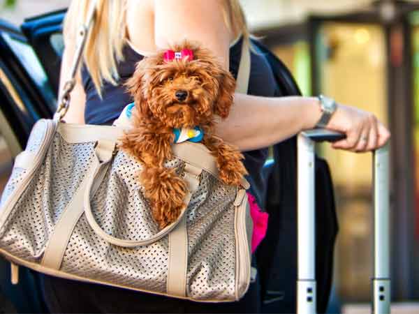Flying Abroad With Your Pet Dog? Flying Abroad With Your Pet Dog?
