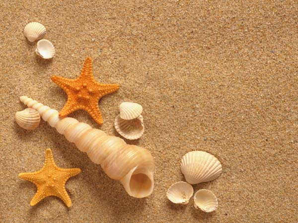 Decorate Home With Seashells: Cheap Idea Decorate Home With Seashells: Cheap Idea