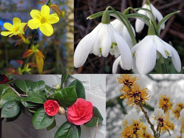 Colourful Plants For Winter Garden Colourful Plants For Winter Garden