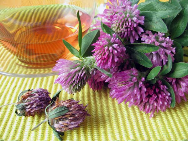 Red Clover Tea – Herbal Tea Recipe Red Clover Tea – Herbal Tea Recipe