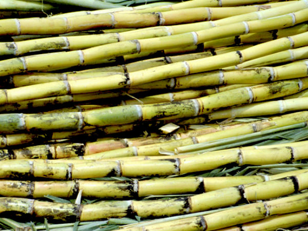 Significance Of Sugarcane In Festival Significance Of Sugarcane In Festival