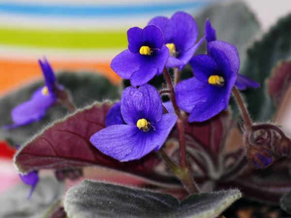 Best Indoor Plants For Summer Season Best Indoor Plants For Summer Season