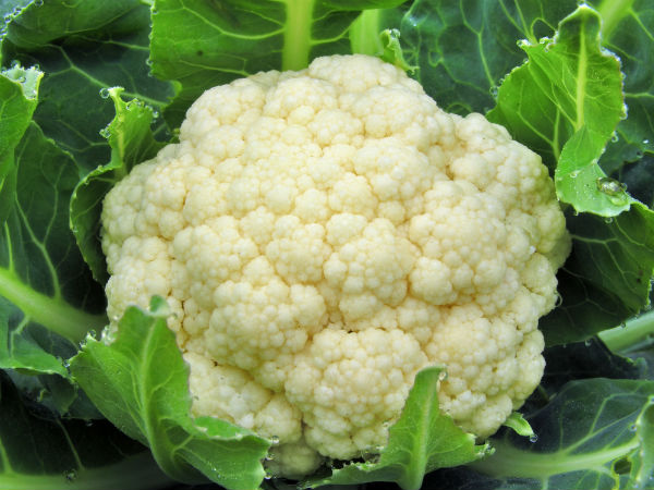 Does Cauliflower Wards Off Cancer? Does Cauliflower Wards Off Cancer?