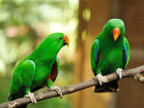 how to care for parrots boldsky com how to care for parrots boldsky com