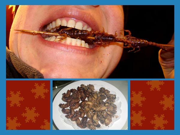Edible Insects Found In China N India Edible Insects Found In China N India