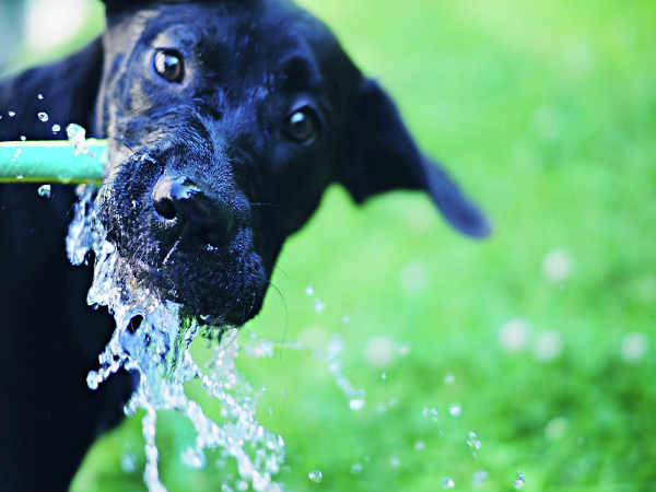 kill fleas on dogs home remedies kill flea rachael edwards kill fleas on dogs home remedies kill flea rachael edwards