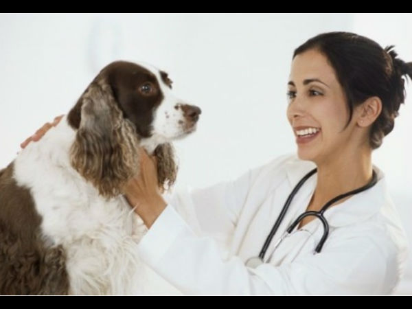 how to tell if puppy is sick 5 signs to tell if a is sick boldsky how to tell if puppy is sick 5 signs to tell if a is sick boldsky