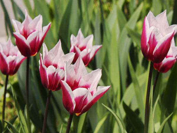 tulips tips tulips tips