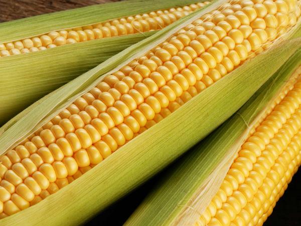 tips to grow your own popcorn boldsky com growing popcorn