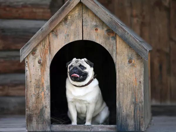 5 Best Small Dogs That Stay Small! 5 Best Small Dogs That Stay Small!