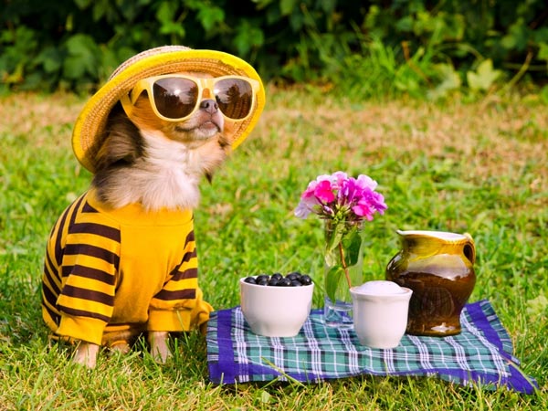 5 Best Small Dogs That Stay Small! 5 Best Small Dogs That Stay Small!