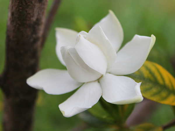 15 Best Indoor Plants for Fragrance 15 Best Indoor Plants for Fragrance